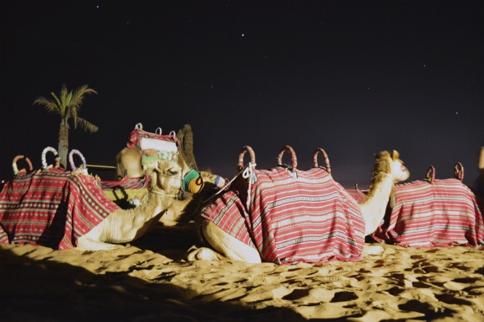 Camels in the dubai desert